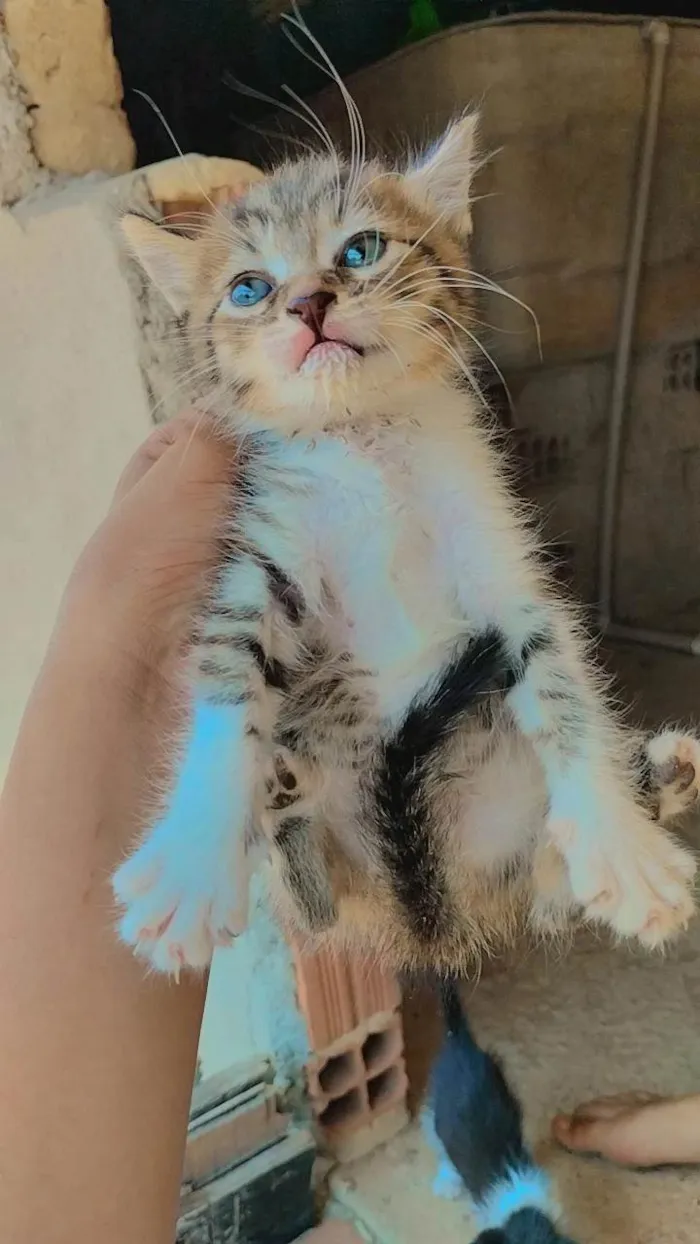 Gato ra a Mista  idade 2 a 6 meses nome Não tem nome 