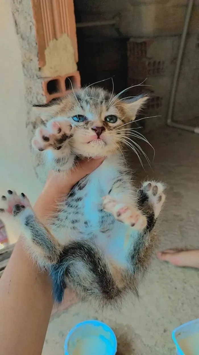Gato ra a Mista  idade 2 a 6 meses nome Não tem nome 