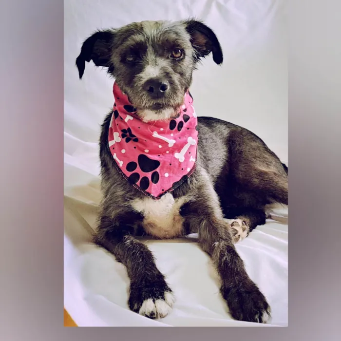 Cachorro ra a SRD-ViraLata idade 2 anos nome Berenice
