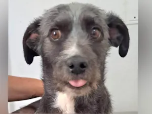 Cachorro raça SRD-ViraLata idade 2 anos nome Berenice
