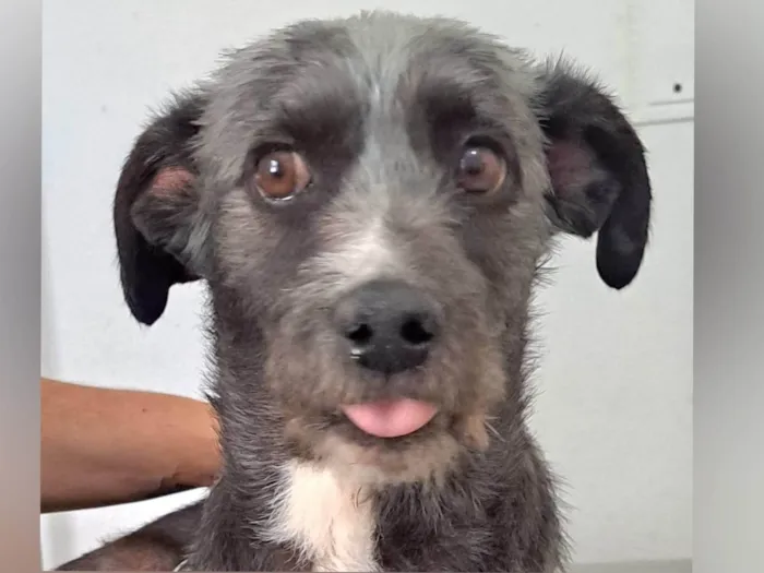 Cachorro ra a SRD-ViraLata idade 2 anos nome Berenice