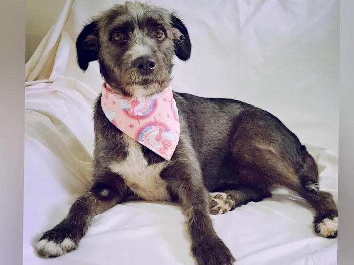 Cachorro ra a SRD-ViraLata idade 2 anos nome Berenice