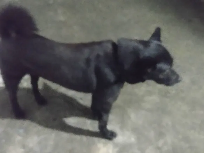 Cachorro ra a Chow Chow com hothevailler  idade 3 anos nome Zeus