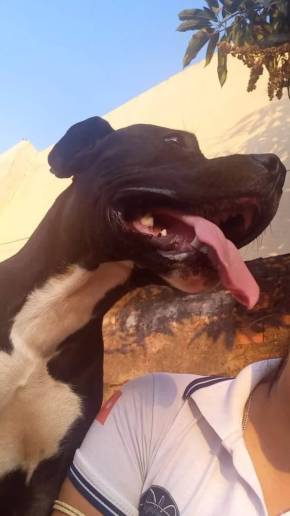 Cachorro ra a Pitbull  idade 1 ano nome Brayan