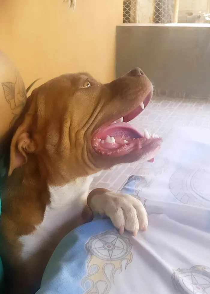 Cachorro ra a Pitbull  idade 1 ano nome Brayan