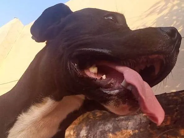 Cachorro ra a Pitbull  idade 1 ano nome Brayan