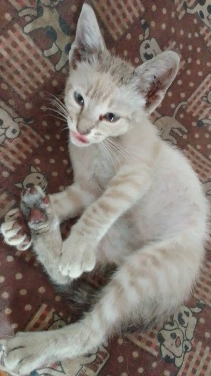 Gato ra a Srd idade 2 a 6 meses nome ...