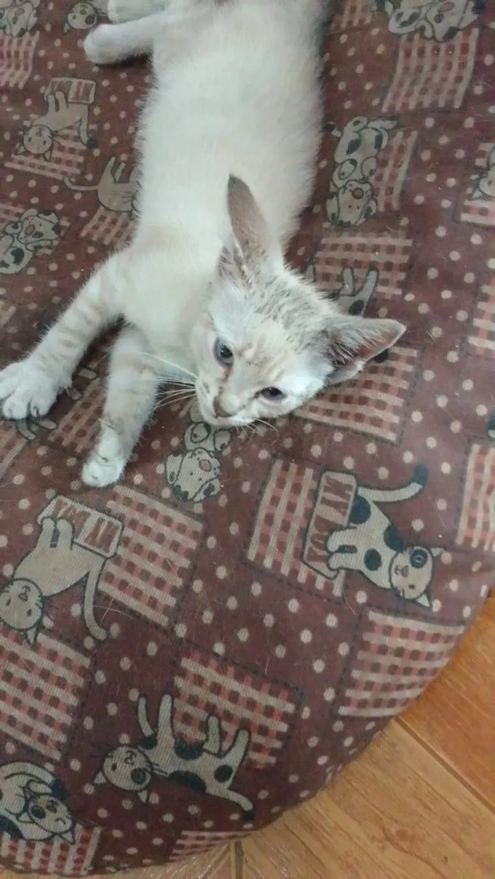 Gato ra a Srd idade 2 a 6 meses nome ...