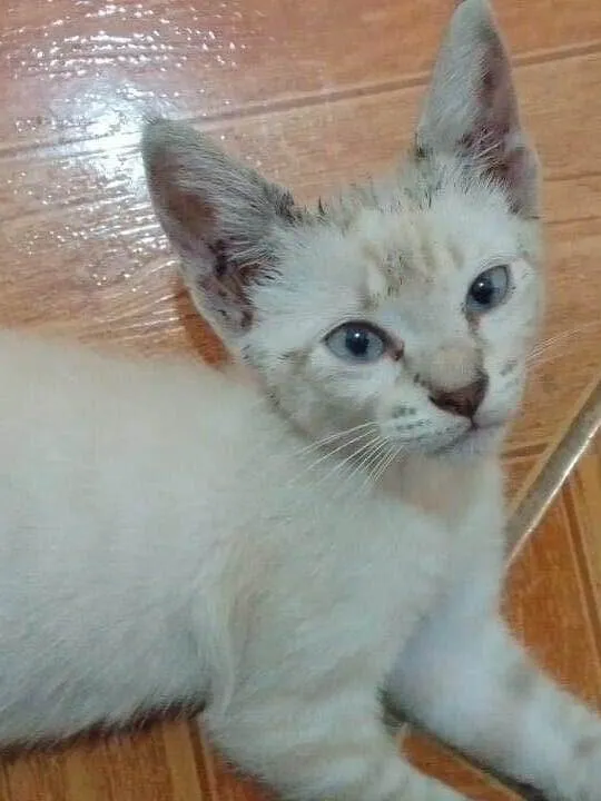 Gato ra a Srd idade 2 a 6 meses nome ...