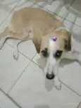 Sophia