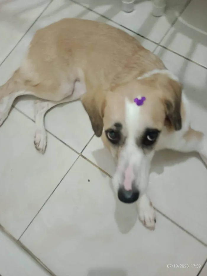 Cachorro ra a SRD-ViraLata idade 1 ano nome Sophia