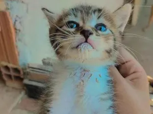 Gato raça Mista  idade 2 a 6 meses nome Não tem nome 