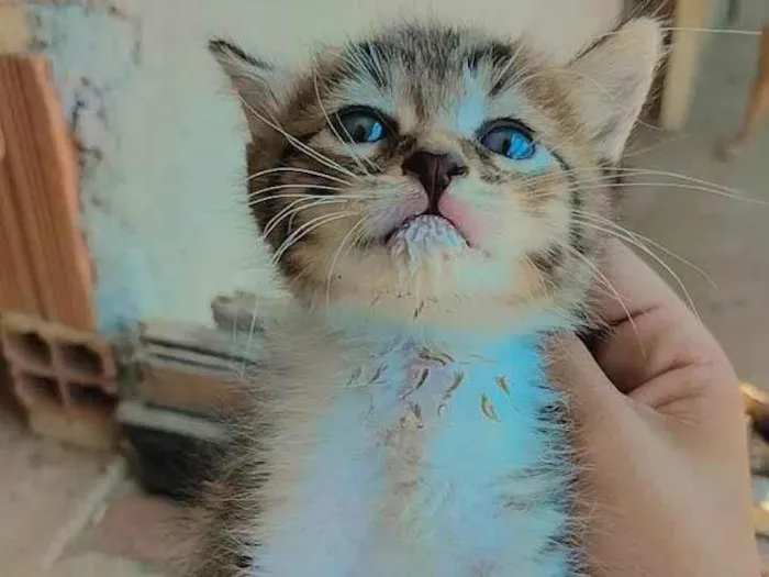 Gato ra a Mista  idade 2 a 6 meses nome Não tem nome 