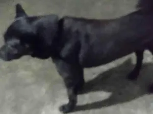 Cachorro raça Chow Chow com hothevailler  idade 3 anos nome Zeus