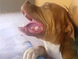 Cachorro raça Pitbull  idade 1 ano nome Brayan