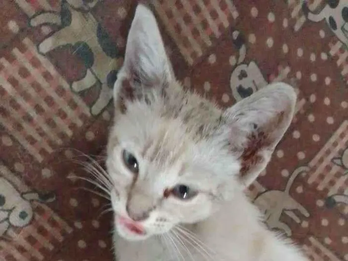 Gato ra a Srd idade 2 a 6 meses nome ...