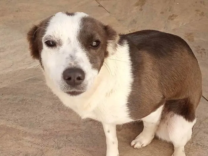 Cachorro ra a SRD idade 1 ano nome Paloma