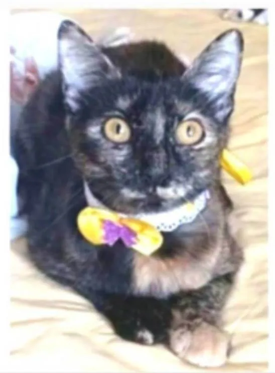 Gato ra a srd escaminha rosét  idade 7 a 11 meses nome CACAU