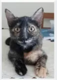CACAU