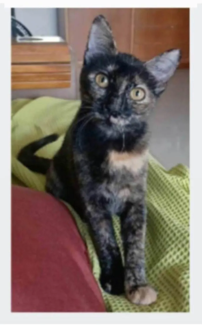 Gato ra a srd escaminha rosét  idade 7 a 11 meses nome CACAU