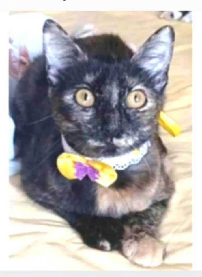 Gato ra a srd escaminha rosét  idade 7 a 11 meses nome CACAU