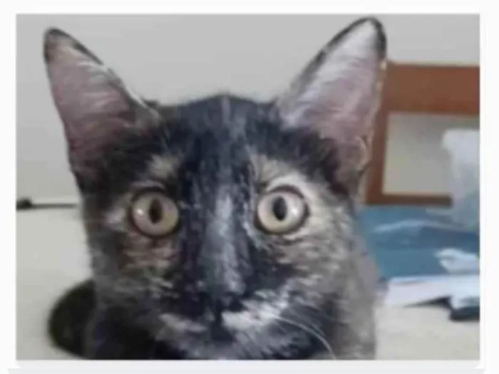 Gato ra a srd escaminha rosét  idade 7 a 11 meses nome CACAU