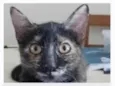 CACAU