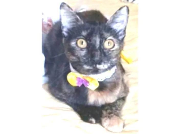Gato ra a srd escaminha rosét  idade 7 a 11 meses nome CACAU