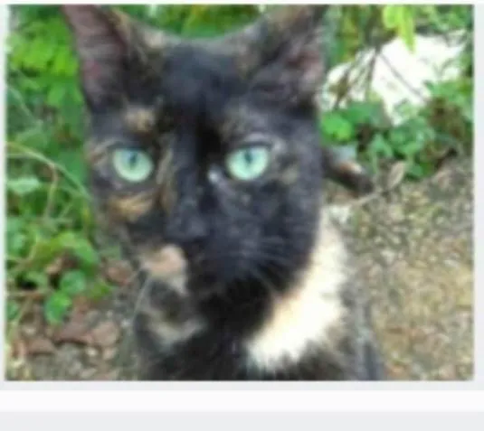 Gato ra a srd escaminha  idade 7 a 11 meses nome ISABELE 