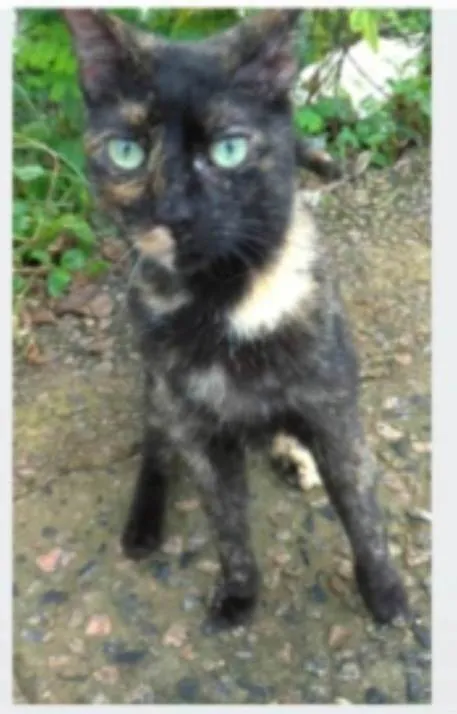 Gato ra a srd escaminha  idade 7 a 11 meses nome ISABELE 