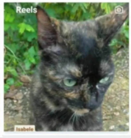 Gato ra a srd escaminha  idade 7 a 11 meses nome ISABELE 