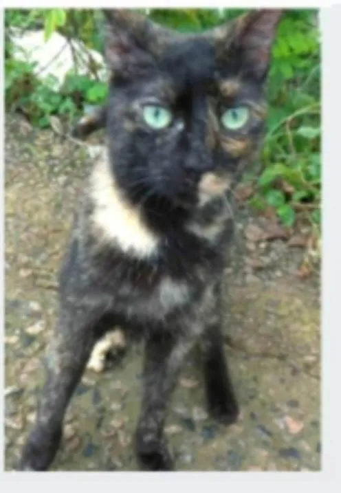 Gato ra a srd escaminha  idade 7 a 11 meses nome ISABELE 