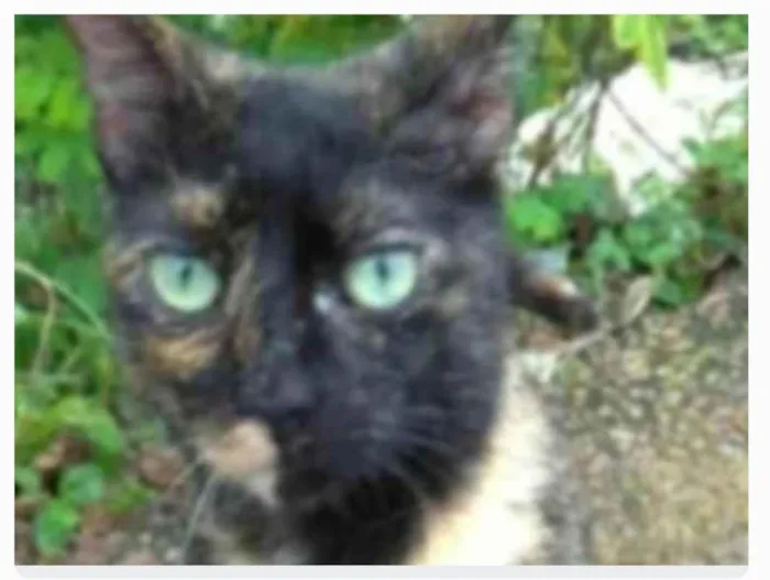 Gato ra a srd escaminha  idade 7 a 11 meses nome ISABELE 