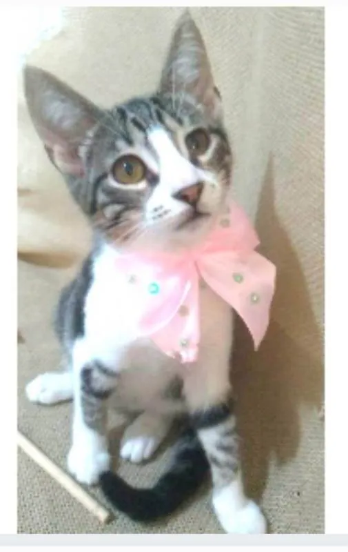 Gato ra a srd idade 2 a 6 meses nome ELENA