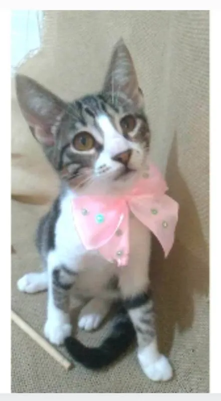 Gato ra a srd idade 2 a 6 meses nome ELENA