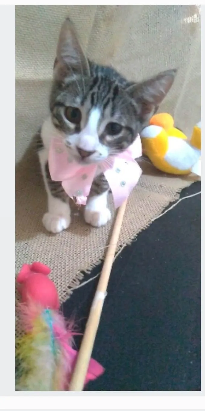 Gato ra a srd idade 2 a 6 meses nome ELENA