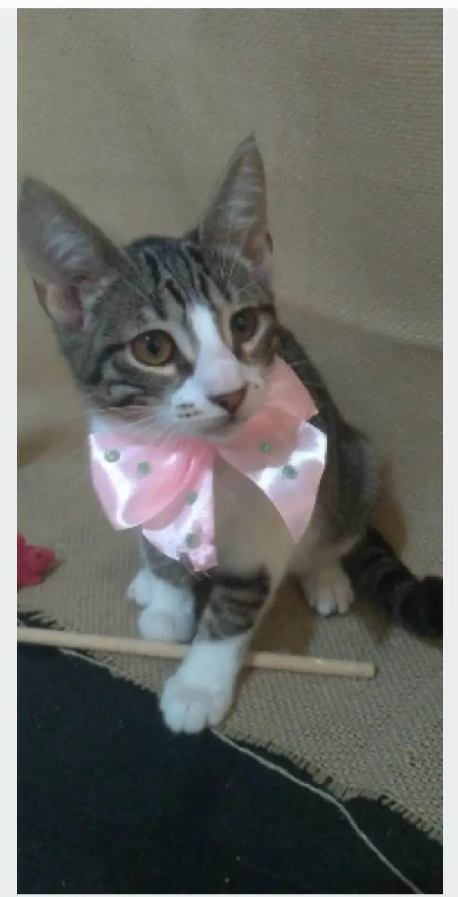 Gato ra a srd idade 2 a 6 meses nome ELENA