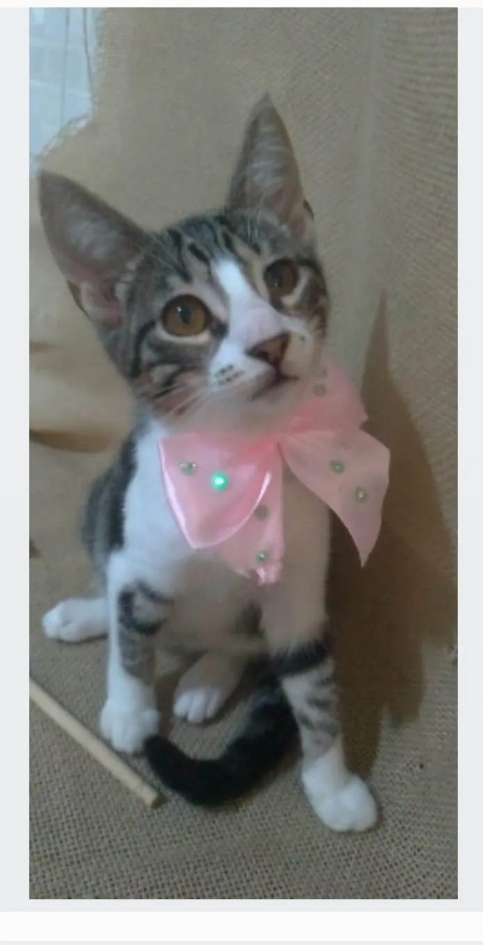 Gato ra a srd idade 2 a 6 meses nome ELENA