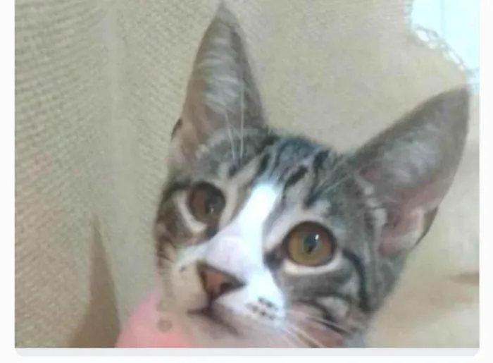 Gato ra a srd idade 2 a 6 meses nome ELENA