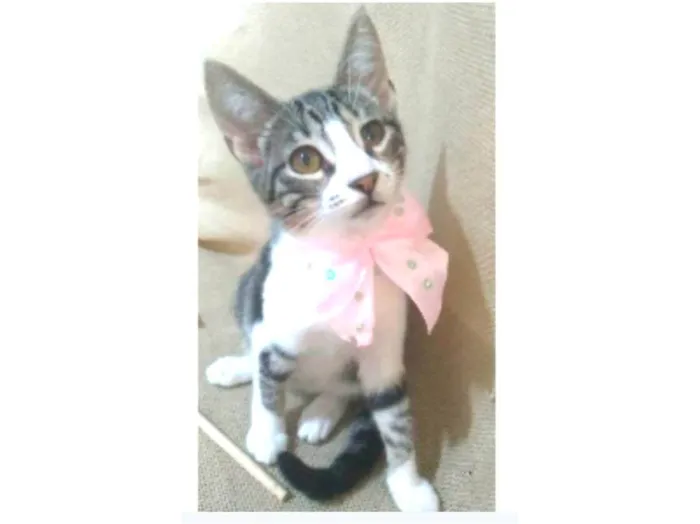 Gato ra a srd idade 2 a 6 meses nome ELENA