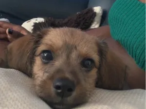 Cachorro raça SRD-ViraLata idade 2 a 6 meses nome Ravena
