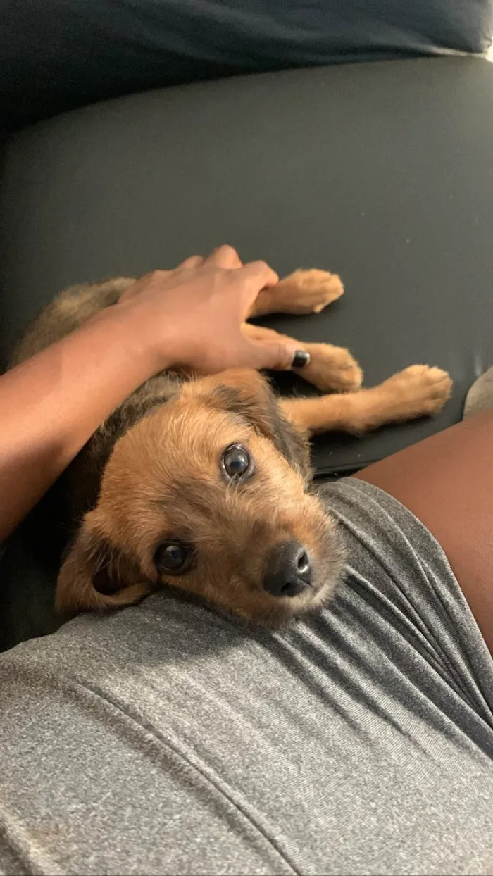 Cachorro ra a SRD-ViraLata idade 2 a 6 meses nome Ravena