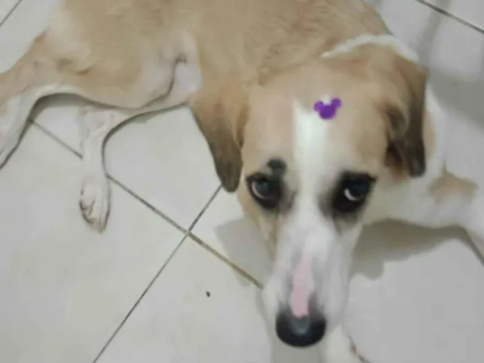 Cachorro ra a SRD-ViraLata idade 1 ano nome Sophia