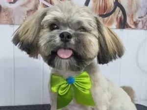 Cachorro raça Shitzu idade 7 a 11 meses nome Lipe 