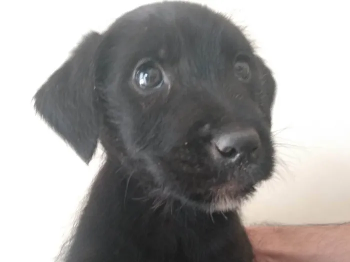 Cachorro ra a SRD-ViraLata idade 2 a 6 meses nome Preto 