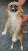 Bernardo 