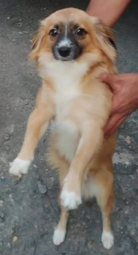 Cachorro ra a SRD-ViraLata idade 1 ano nome Bernardo 