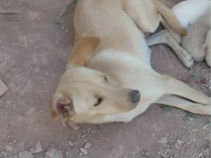 Cachorro raça SRD-ViraLata idade 1 ano nome Bela 