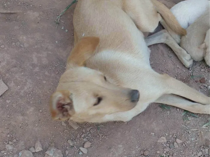 Cachorro ra a SRD-ViraLata idade 1 ano nome Bela 