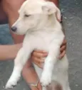 Jandira